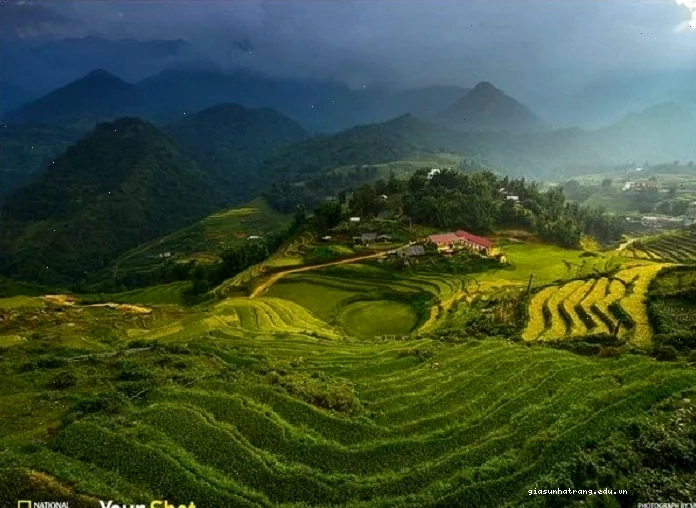 anh ruong bac thang sapa mua lua chin vang ruom