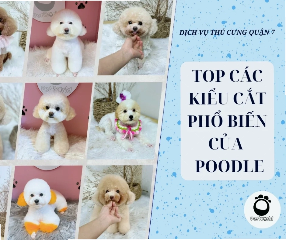 Các kiểu cắt của poodle