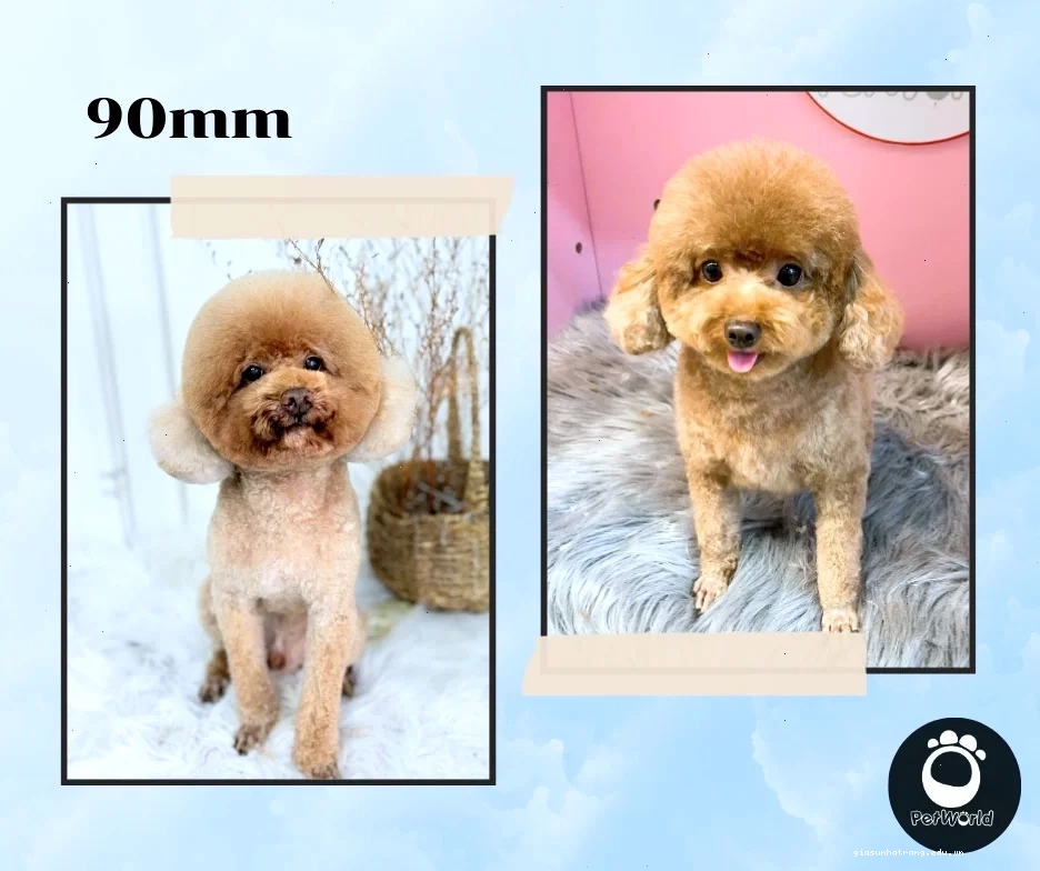 Kiểu cắt 90mm của Poodle