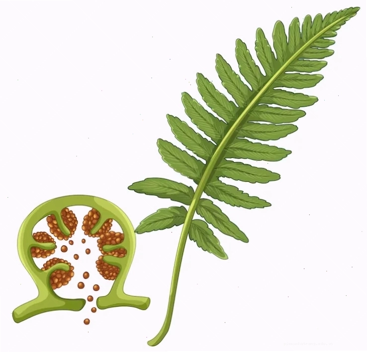 Minh họa thực vật học về lá dương xỉ tách nền
