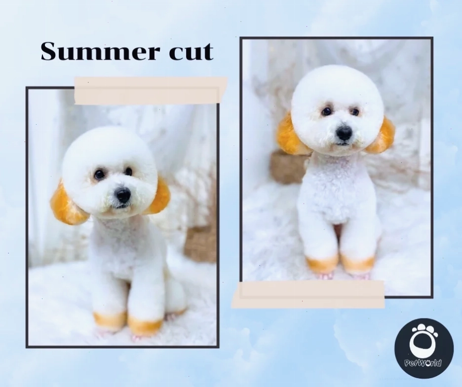 summer cut (kiểu cắt của poodle)