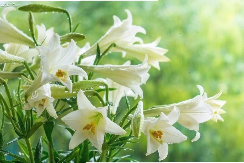 thiếu nữ hà nội hoa loa kèn tạo dáng tựa lưng