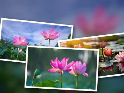 Background Hoa Sen Hồng Mờ - Nét Đẹp Tĩnh Lặng Cho Mọi Không Gian