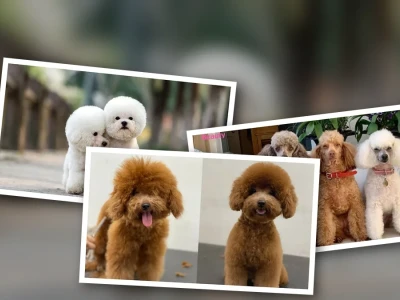 Khám Phá Prompt Tạo Ảnh Chó Poodle Cắt Tỉa Lông Đẹp Nhất