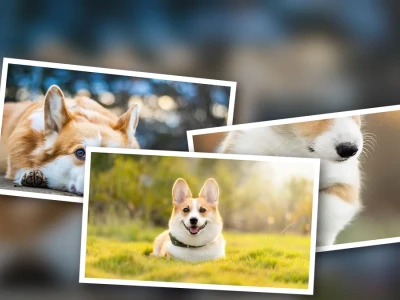 Ngắm Ảnh Chó Corgi Dễ Thương Khám Phá Vẻ Đẹp Độc Đáo