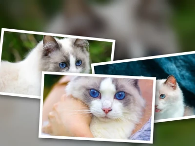 Prompt Chụp Ảnh Mèo Ragdoll Mắt Xanh Bí Ẩn: Sức Hút Khó Cưỡng